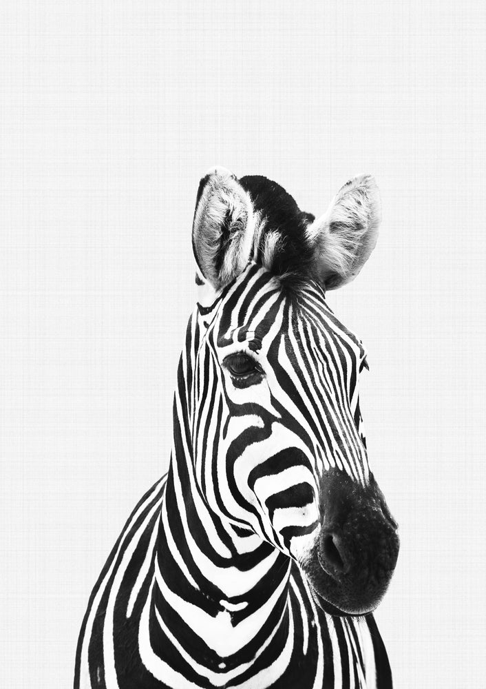 Zebra B&W