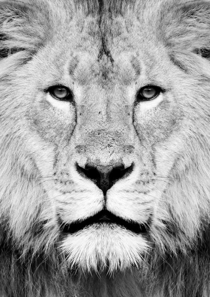 Lion Portrait Print B&W