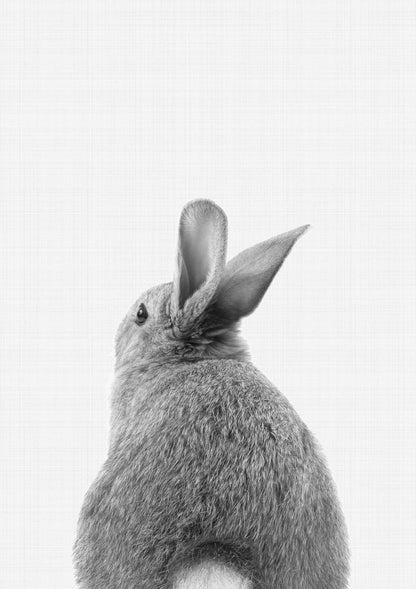 Rabbit Tail B&W