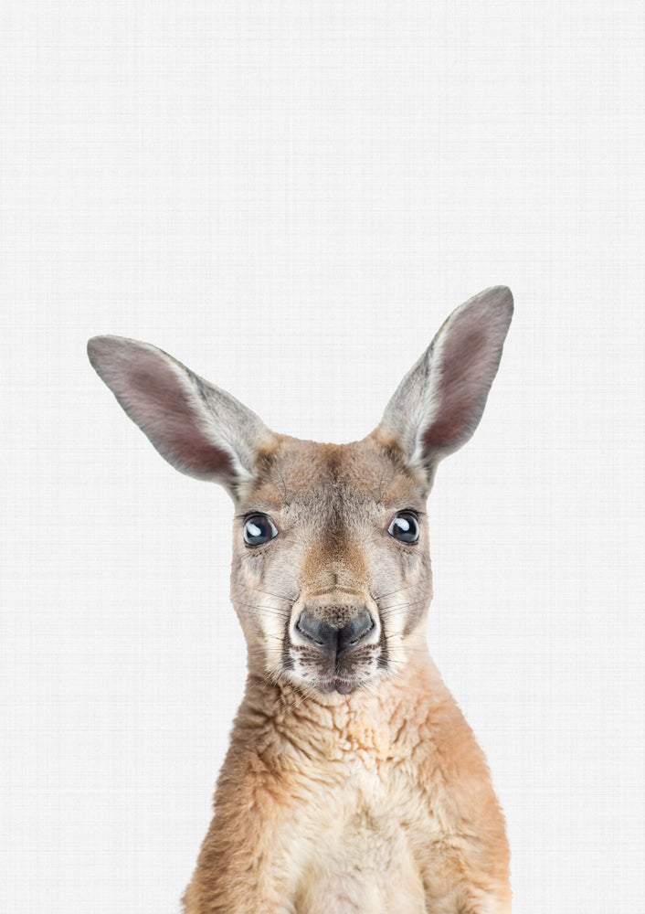 Kangaroo Portrait