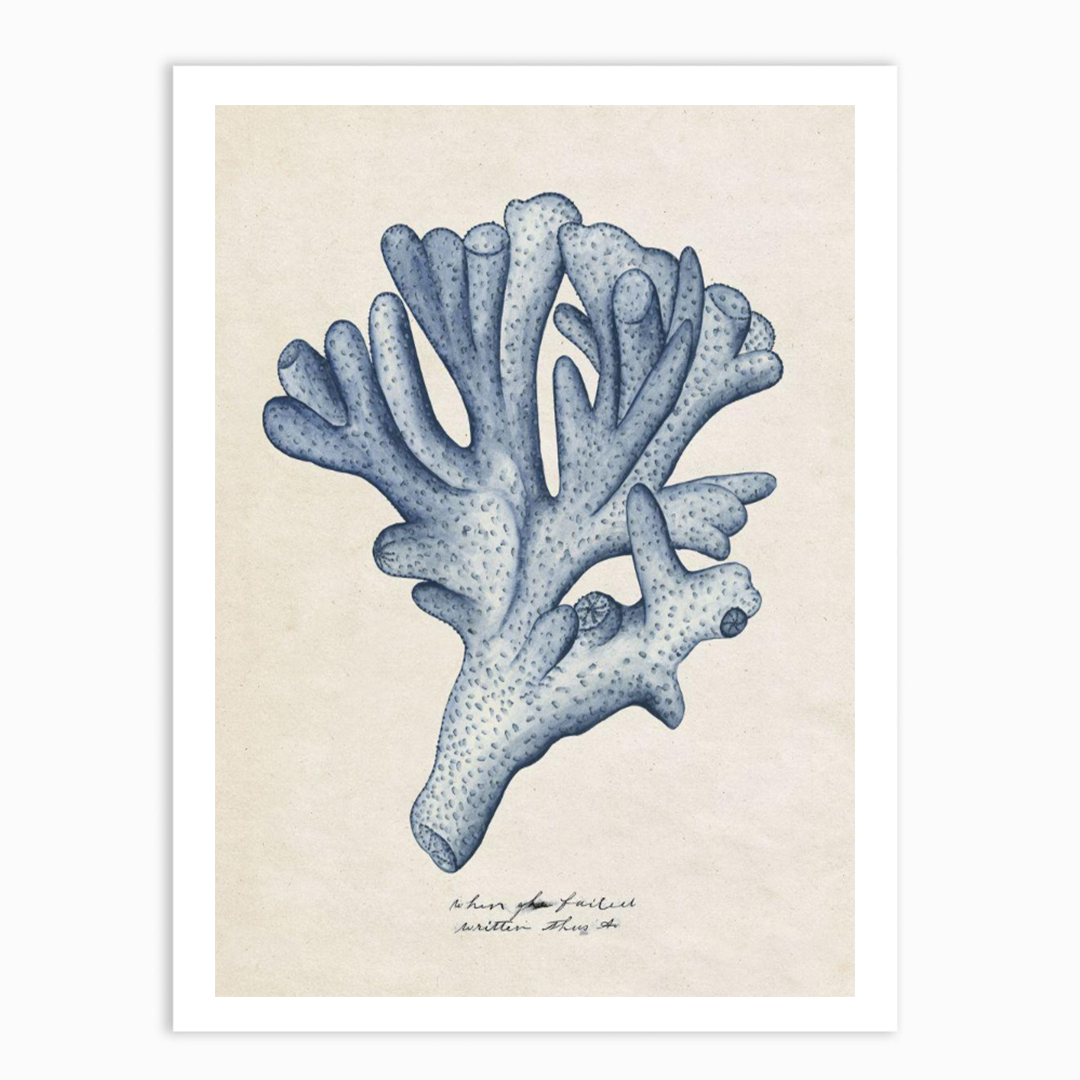 Sea Coral Study I