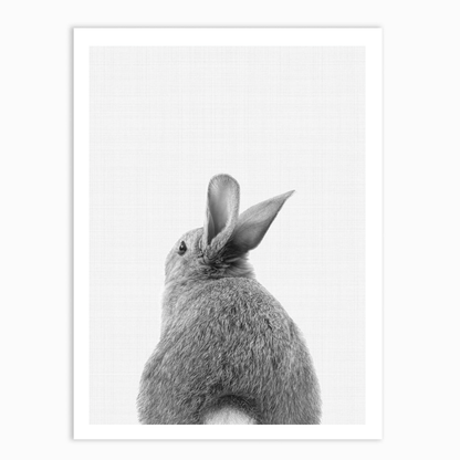 Rabbit Tail B&W