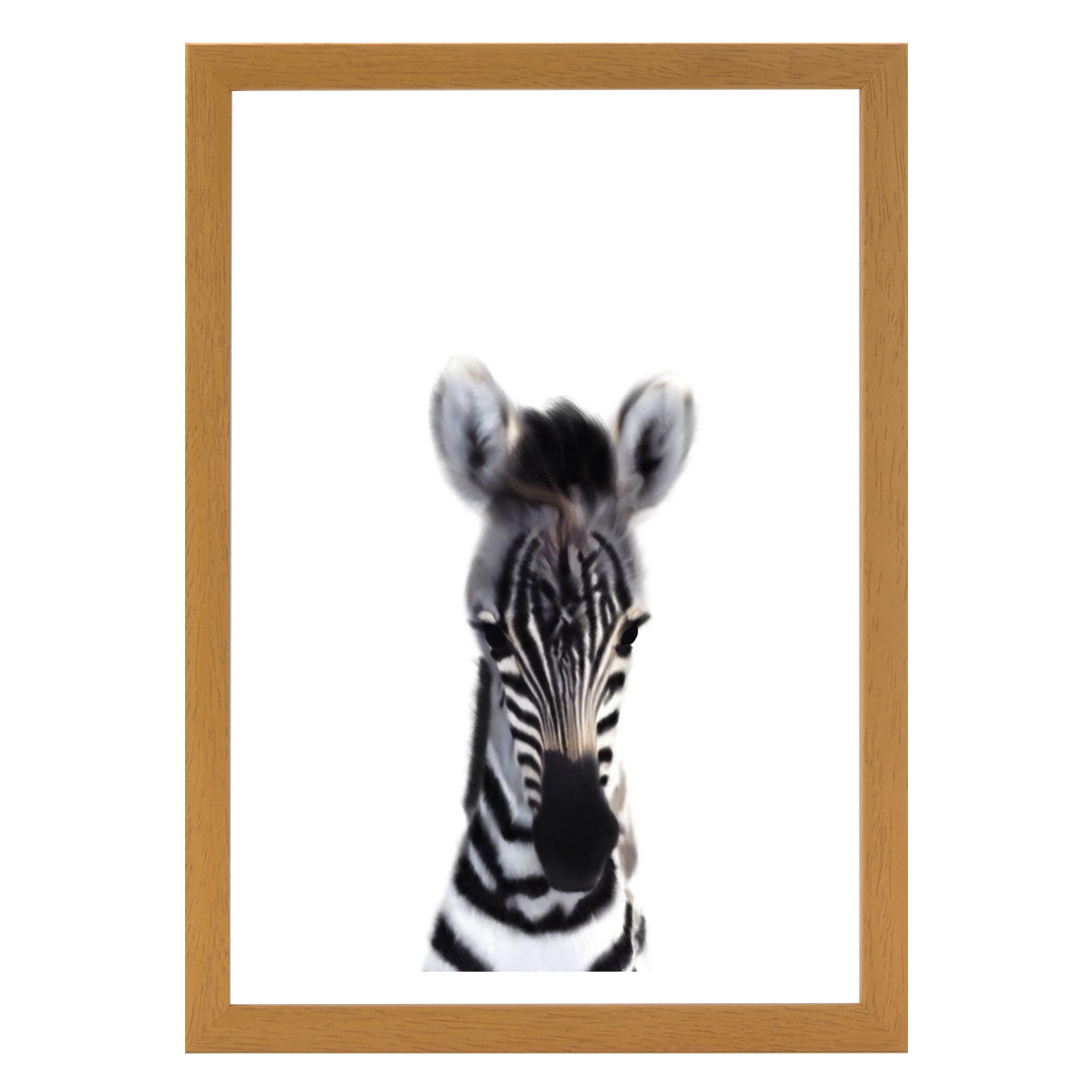 Baby Zebra