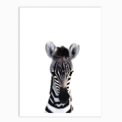 Baby Zebra