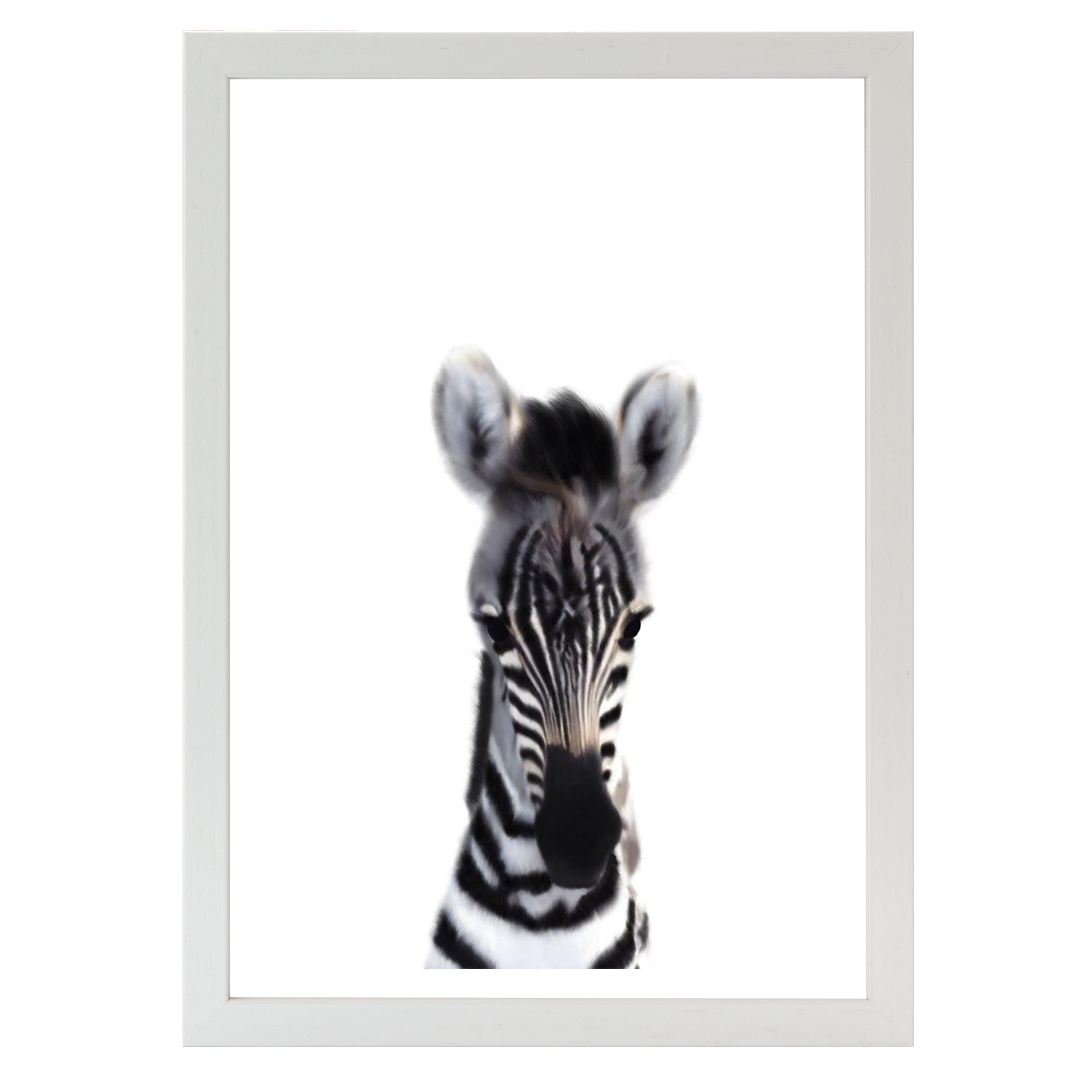 Baby Zebra